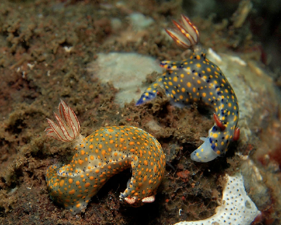  Hypselodoris kanga (Sea Slug)